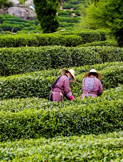 自家茶園種植