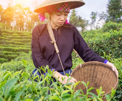 專人採茶，與自然共純相依