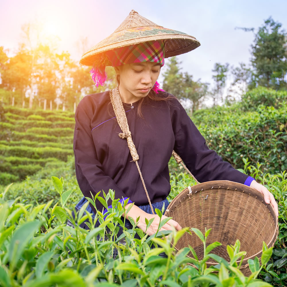 只要下午Tea time時，總能想起的放鬆好茶．這就是思茶的魔力