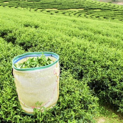 茶湯