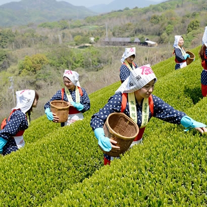 體驗採茶樂趣表單下載