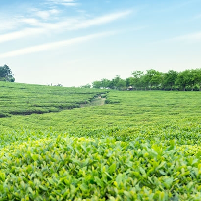 茶田巡禮表單下載