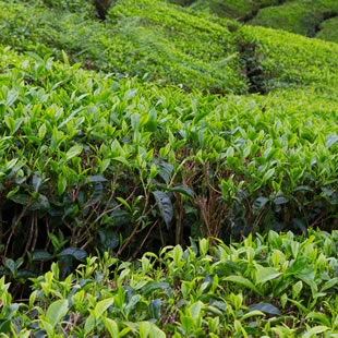 思茶的茶葉