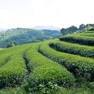 不同的茶文化